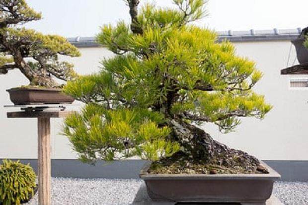 参观日本九州盆景花园