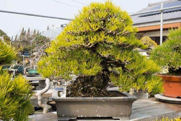 参观日本九州盆景花园