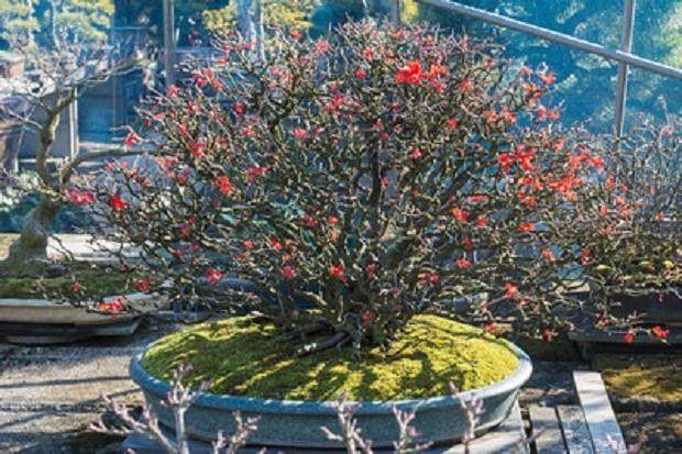 如何修剪长寿梅盆景?