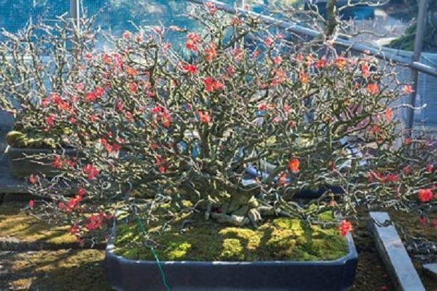 如何修剪长寿梅盆景 图片