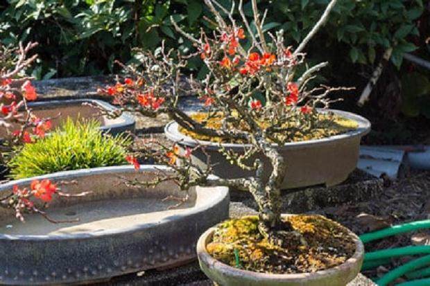 如何修剪长寿梅盆景 图片