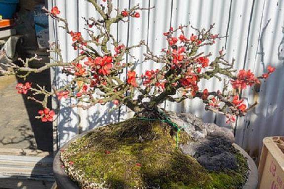 如何修剪长寿梅盆景 图片