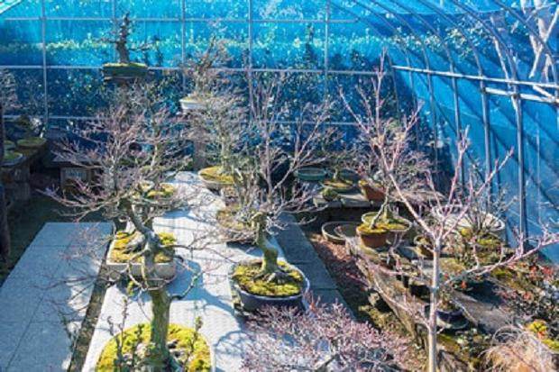 如何修剪长寿梅盆景 图片