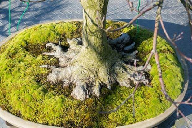 如何修剪长寿梅盆景 图片