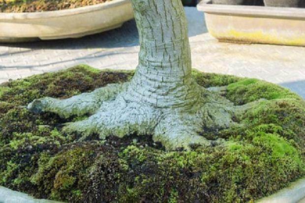 如何修剪长寿梅盆景 图片