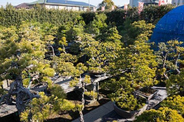 欣赏岩切花园的白色松树盆景