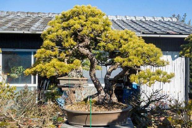 欣赏岩切花园的白色松树盆景