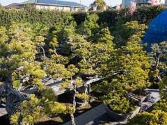 欣赏岩切花园的白色松树盆景