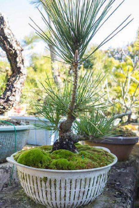 如何将盆景移植到陶瓷盆中?