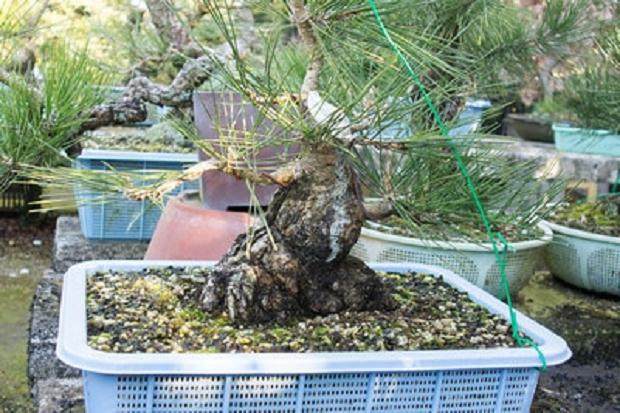 如何将盆景移植到陶瓷盆中?