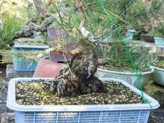 如何将盆景移植到陶瓷盆中？