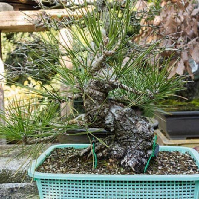 如何将盆景移植到陶瓷盆中?