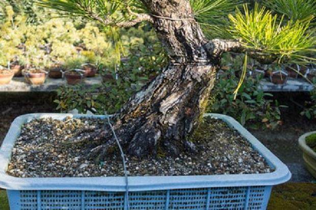 如何将盆景移植到陶瓷盆中?