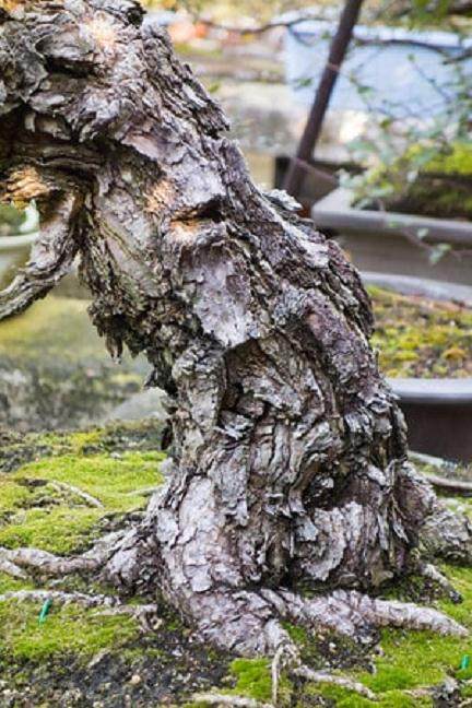 如何将盆景移植到陶瓷盆中?