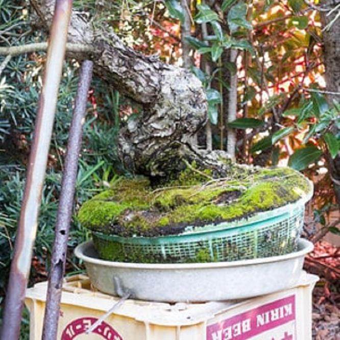 如何将盆景移植到陶瓷盆中?