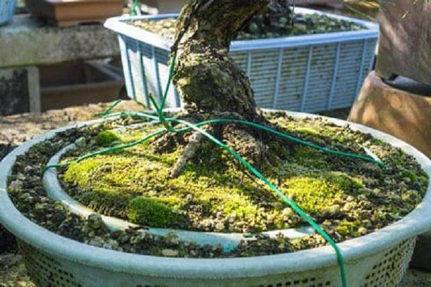 如何将盆景移植到陶瓷盆中?