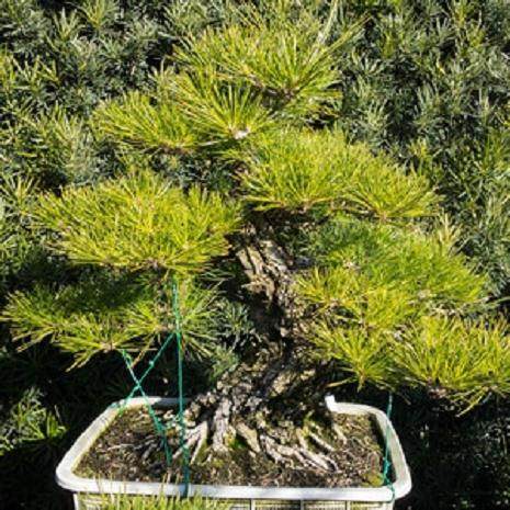 如何将盆景移植到陶瓷盆中?