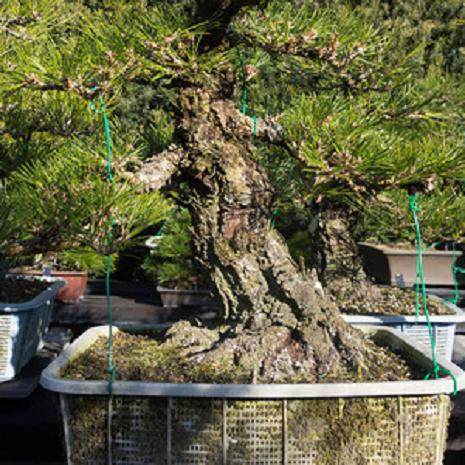 如何将盆景移植到陶瓷盆中?