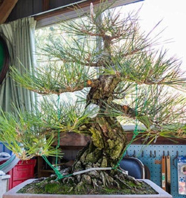 如何创建盆景主干？ - 绘制未来增长图