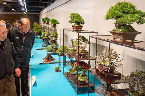 国府举办第88届小品盆景展