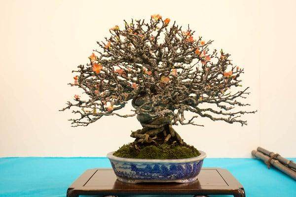 国府举办第88届小品盆景展