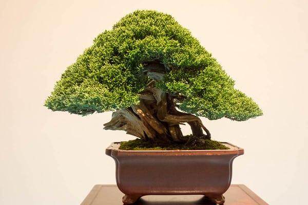 国府举办第88届小品盆景展