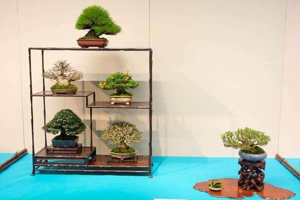 国府举办第88届小品盆景展