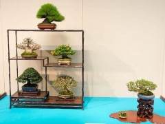 国府举办第88届小品盆景展