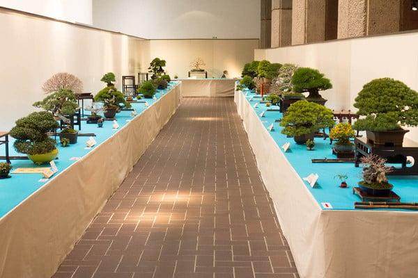 国府每年的展览通常会展出约250个盆景