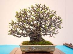 国府每年的展览通常会展出约250个盆景