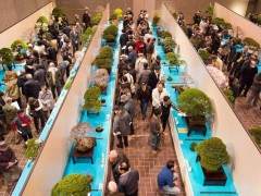 参观过国家盆景展览会