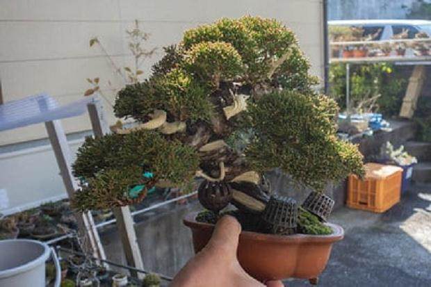 欣赏更多来自宫崎盆景作品