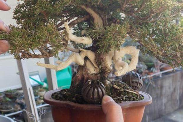 欣赏更多来自宫崎盆景作品