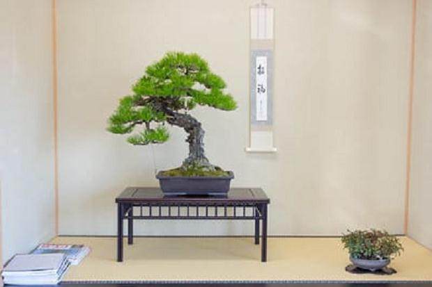 欣赏更多来自宫崎盆景作品