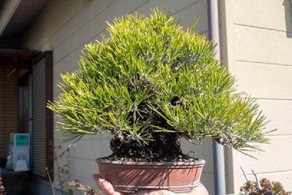 欣赏更多来自宫崎盆景作品