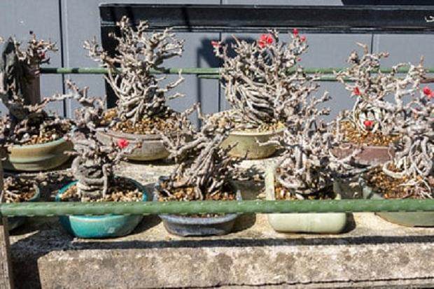 在九州欣赏安达先生的落叶松树盆景