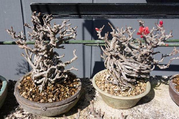 在九州欣赏安达先生的落叶松树盆景