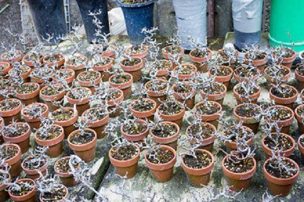 在九州欣赏安达先生的落叶松树盆景