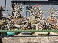 在九州欣赏安达先生的落叶松树盆景