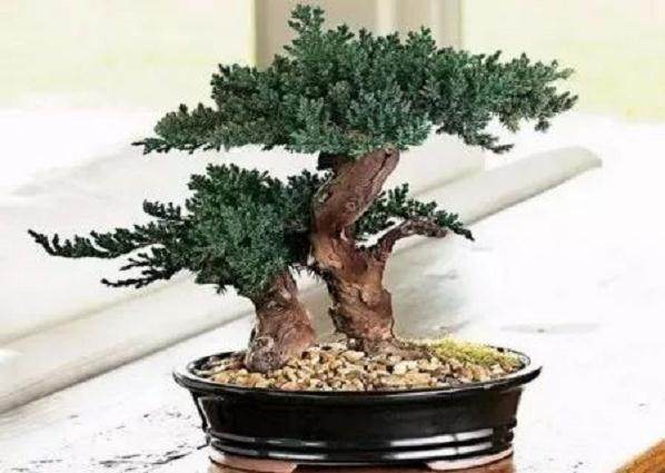 松树盆景的制作过程
