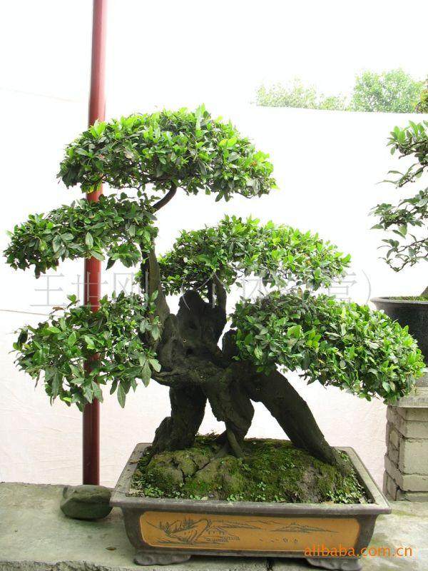 金弹子树桩盆景怎样移栽上盆的技术