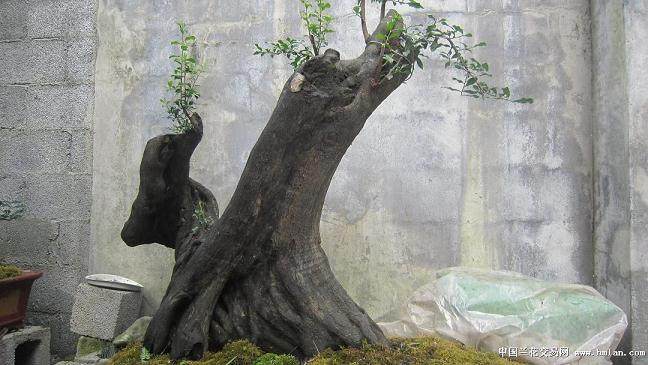 金弹子树桩盆景的制作技术