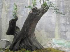 金弹子树桩盆景怎样移栽上盆的技术