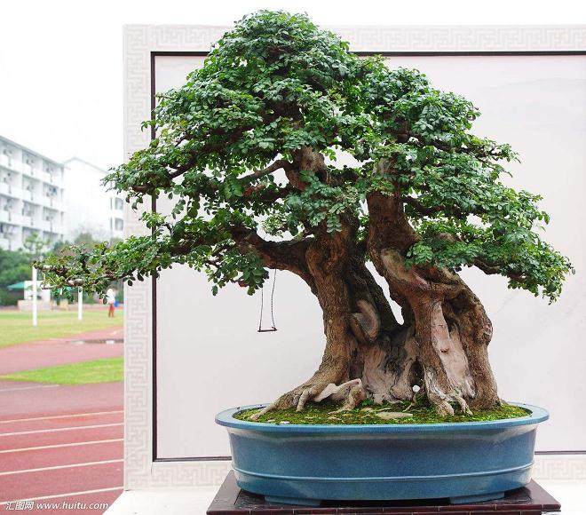 榆树盆景怎么养