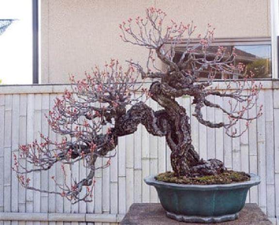 访问日本朋友今井的盆景花园