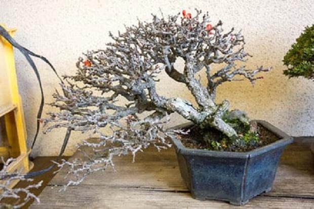 访问日本朋友今井的盆景花园