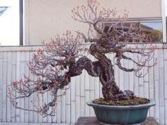 访问日本朋友今井的盆景花园