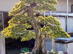 日本朋友今井花园里的松树盆景