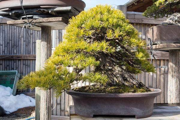 日本朋友今井花园里的松树盆景