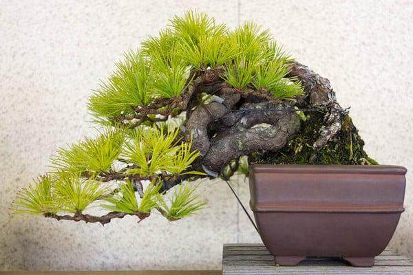 日本朋友今井花园里的松树盆景